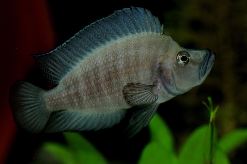 Altolamprologus compressiceps 'Cape Nangu'